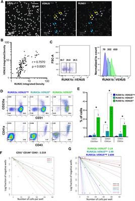 The RUNX1b Isoform Defines Hemogenic Competency in Developing Human Endothelial Cells